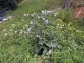 Arctium Tomentosum